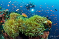 Abundant life at Verde island The Philippines. Abundant life at Verde island The Philippines.