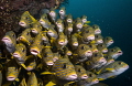 Sweetlips. Sweetlips.
