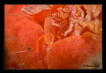 Zenopontonia rex Zenopontonia rex