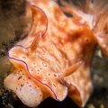 Nice Nudi Nice Nudi