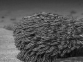 Catfish B/W Catfish B/W