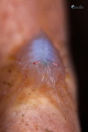 sponge amphipods sponge amphipods