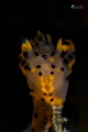 pika nudi @lembeh pika nudi @lembeh