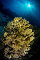 Yellow Corals Yellow Corals