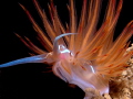Dondice banyulensis Dondice banyulensis