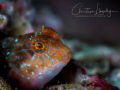 Blenny found in shallows in Zonqor Marsaskala
Blenny found in shallows in Zonqor Marsaskala