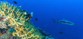 Shark at Tubbataha reef Shark at Tubbataha reef