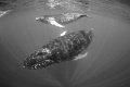 Mother and calf/Humpback whale/Vava u Tonga Mother and calf/Humpback whale/Vava u Tonga