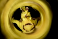 Yellow Frog fish with chromatic tube tecnic Yellow Frog fish with chromatic tube tecnic