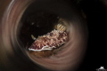 Goniucbranchus with chromatic tecnique Goniucbranchus with chromatic tecnique