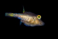 Sharpnose Puffer Sharpnose Puffer