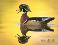 Reflection of a Wood Duck drake. Reflection of a Wood Duck drake.