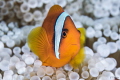 Nemo Nemo