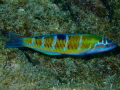 A rainbow Wrasse swimming in the waters of an small isle formed from the rim of a volcano. A rainbow Wrasse swimming in the waters of an small isle formed from the rim of a volcano.