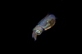 Shining in the dark/Bobtail Squid//Lembeh Indonesia/Canon 5D Mark IV Canon 100 macro F/2.8L Sea Sea housing A.T.G 10 Inon Z240 2 Solo1200 1. Shining in the dark/Bobtail Squid//Lembeh Indonesia/Canon 5D Mark IV Canon 100 macro F/2.8L Sea Sea housing A.T.G 10 Inon Z240 2 Solo1200 1.