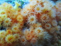 Yellow cluster anemone Yellow cluster anemone