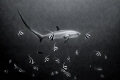 Breakfast at the Thresher Shark Breakfast at the Thresher Shark
