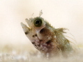 Spinyhead blenny
Acanthemblemaria spinosa
Bonaire Spinyhead blenny
Acanthemblemaria spinosa
Bonaire