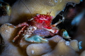Ceramic Crab eggs fan Ceramic Crab eggs fan