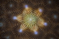 Coral Mandala Coral Mandala