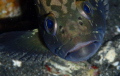 A reluctant model. This Juvenile Dusky Grouper was hiding under a rock and I had to hold camera in place under the rock to obtain this portrait A reluctant model. This Juvenile Dusky Grouper was hiding under a rock and I had to hold camera in place under the rock to obtain this portrait