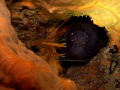 Muraena helena Muraena helena