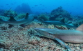 White tip reef sharks at Tubbataha White tip reef sharks at Tubbataha