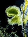 Algae Shrimp with back and side lighting. Algae Shrimp with back and side lighting.