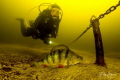 A diver investigates a perch in the fresh water of Vinkeveen in The Netherlands. The golden glow of the water comes from the peatery. A diver investigates a perch in the fresh water of Vinkeveen in The Netherlands. The golden glow of the water comes from the peatery.