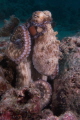 Interesting behaviour. Watched for 10+ minutes while this reef octopus ran its tentacles all over its body. Assuming this was not a sponge bath or a lonely teenager, what was it doing?