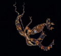 Dancing Wonderpus Octopus