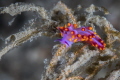 Cute Flabellina exoptata