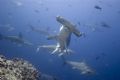 Schooling Hammerhead sharks. Galapagos. 2006. D70, 12-24mm.