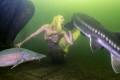 Mermaid Daniela Rodler in artificial lake 