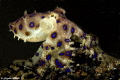Blue ringed octopus
