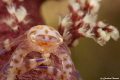 Soft coral porcelain crab