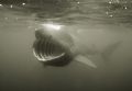 Basking shark swimming in the English Channel. D200 in Sea & Sea housing. Available light. Taken while snorkelling.