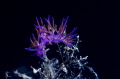 Flabellina in a tree