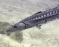 Barracuda on the outer ledge off of Jupiter.  Shot with DC2000 and single strobe.