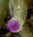This tiny shrimp was clinging tightly to the end of a purple-tipped anemone during a strong current.