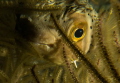 Porcupinefish during a night dive