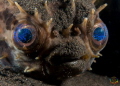 Cyclichthys orbicularis - Rounded porcupinefish