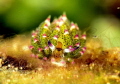 Nudibranch named Costasiella Kurosimae or called a Sheep Nudibranch (Nikon D800e - 105mmVR - diopter+10)