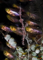 Juvenile ghostpipe fish with pygmy sweepers as background