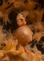 Denise`s pygmy seahorse - pregnant. (Hippocampus denise)