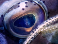 Coral polyps  reflection captured in a Nassau Grouper eye.