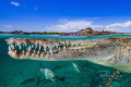 American Crocodile photographed at 16mm on Full Frame, not cropped, only minimal editing in LR! American Crocodile, close-up, over/under, croc, crocodile, Cuba, close, color, colorful, teeth, power, dominance, fish, eye, blue, green