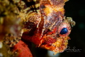 Lightning in the eye of the scorpionfish.  Did you know scorpionfish are venomous and that they are 'suction-feeders'?  This one was photographed in the Lembeh Strait.