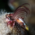 Barnacle feeding with its cirri estended.