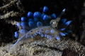 Janolus Cristatus, this kind of nudibranch is not so common in the tyrrhenian sea